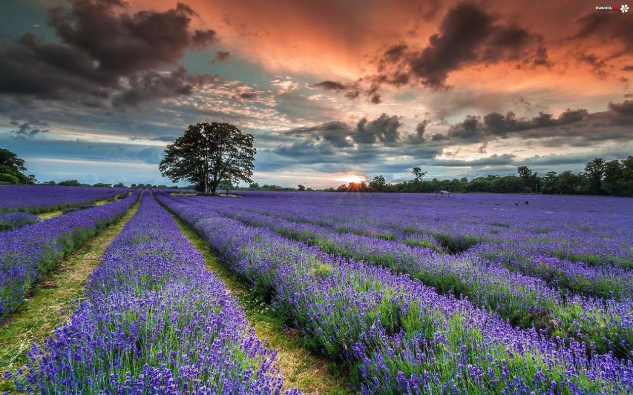 La Maison Des Collines Allemagne-en-Provence Exteriér fotografie